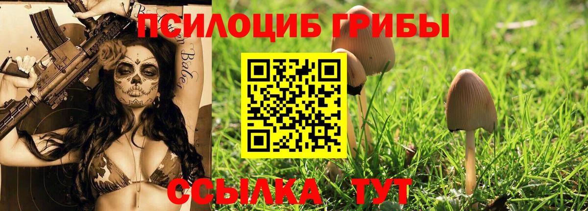 Галлюциногенные грибы Psilocybe Новокубанск
